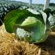 Центурион F1 - семена капусты белокочанной, Clause купить в Украине с доставкой