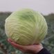 Центурион F1 - семена капусты белокочанной, Clause купить в Украине с доставкой
