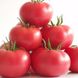 Маністелла F1 - насіння томата, 500 шт, Hazera 10560 фото 1