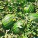 Селест (Осман) F1 - семена арбуза, 1000 шт, Sakata 55893 фото 2