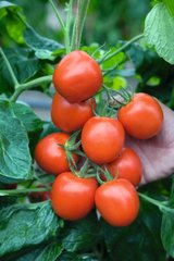 Річі F1 – насіння томату, Bejo (SeedEra) опис, фото, відгуки
