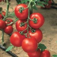 Джадело F1 - насіння томата, 500 шт, Hazera 20835 фото