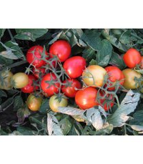 Реді F1 - насіння томата, Esasem опис, фото, відгуки