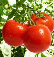 Терра Котта F1 - насіння томата, 1000 шт, Syngenta 90145 фото