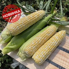 Дефендер F1 - насіння кукурудзи біколор, 25 000 шт, Spark Seeds 48385 фото
