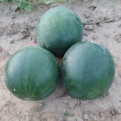 Фаер Бол F1 - семена арбуза, 1000 шт, Sakata 60935 фото