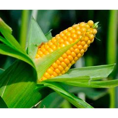 Тусон F1 - насіння кукурудзи, 100 000 шт, Syngenta 37201 фото