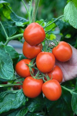 Річі F1 - насіння томата, 5 г, Bejo 90905 фото