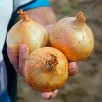 Балстар F1 - насіння цибулі озимої, 1 кг, Seminis 47537 фото