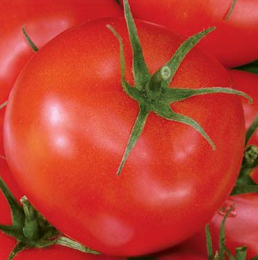 Річі F1 - насіння томата, 5 г, Bejo 90905 фото