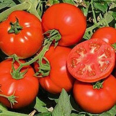 Терра Котта F1 - насіння томата, 1000 шт, Syngenta 90145 фото
