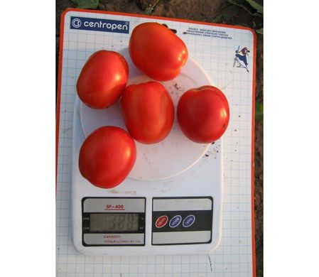 Реді F1 - насіння томата, 1000 шт, Esasem 26670 фото