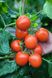 Річі F1 - насіння томата, 5 г, Bejo 90905 фото 1