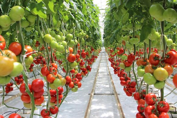 Оазис F1 - насіння томата, 250 шт, Clause 95961 фото
