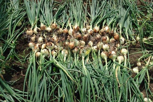 Балстар F1 - насіння цибулі озимої, 1 кг, Seminis 47537 фото