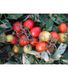 Реді F1 - насіння томата, 1000 шт, Esasem 26670 фото 1
