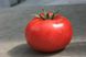 Оазис F1 - насіння томата, 250 шт, Clause 95961 фото 1