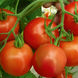 Річі F1 - насіння томата, 5 г, Bejo 90905 фото 3