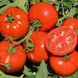 Терра Котта F1 - насіння томата, 1000 шт, Syngenta 90145 фото 2