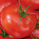 Річі F1 - насіння томата, 5 г, Bejo 90905 фото 2