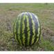 АУ Продюссер - семена арбуза, 5 кг, Spark Seeds 76313 фото 2