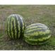 АУ Продюссер - семена арбуза, 5 кг, Spark Seeds 76313 фото 4