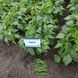 Ягуар - насіння квасолі спаржевої, 5000 шт, Hazera 11300 фото 3