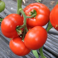 Максін F1 - насіння томата, 500 шт, Hazera 20836 фото