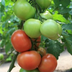 Раллі F1 - насіння томата, 500 шт, Enza Zaden 11080 фото