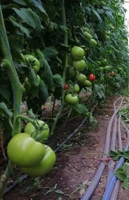 Пінк Кристал F1 - насіння томата, 1000 шт, Clause 84996 фото