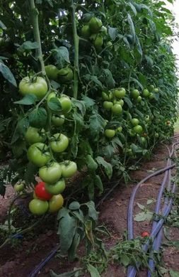 Пінк Кристал F1 - насіння томата, 1000 шт, Clause 84996 фото