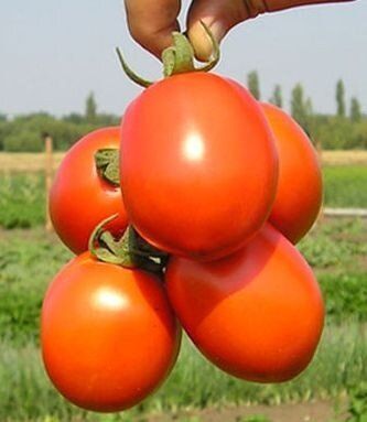 Форсаж F1 - насіння томата, 5000 шт, Clause 60837 фото