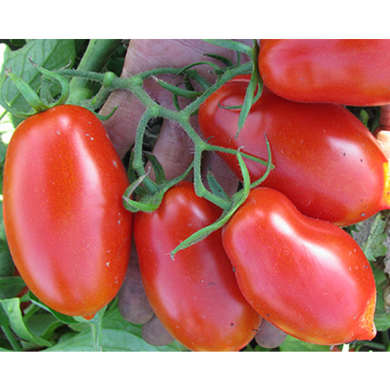 Талент F1 - насіння томата, 1000 шт, Esasem 26671 фото