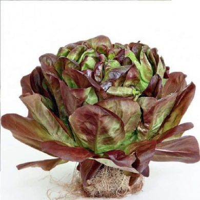 Гоген - насіння салату, 1000 шт (драже), Rijk Zwaan 1095026484 фото