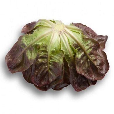 Гоген - насіння салату, 1000 шт (драже), Rijk Zwaan 1095026484 фото