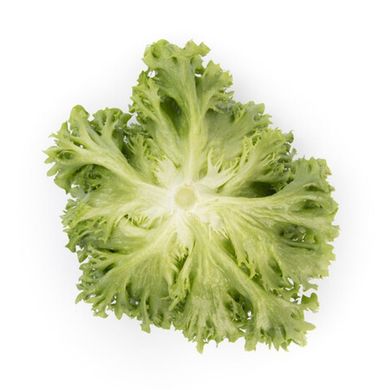 Лалік - насіння салату листового, 1000 шт (драже), Rijk Zwaan 11421 фото