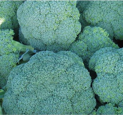 Корато F1 - насіння капусти броколі, 2500 шт, Enza Zaden 34100 фото