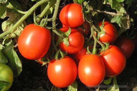 Форсаж F1 - насіння томата, 5000 шт, Clause 60837 фото
