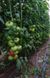 Пінк Кристал F1 - насіння томата, 1000 шт, Clause 84996 фото 6