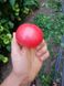 Пінк Кристал F1 - насіння томата, 1000 шт, Clause 84996 фото 5