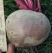 Нобол - семена свеклы, 5 кг, Clause 69184 фото 1