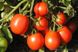 Форсаж F1 - насіння томата, 5000 шт, Clause 60837 фото 3