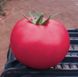 Пінк Кристал F1 - насіння томата, 1000 шт, Clause 84996 фото 1