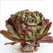 Гоген - насіння салату, 1000 шт (драже), Rijk Zwaan 1095026484 фото 1