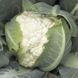 Декстер F1 - насіння капусти цвітної, 1000 шт, Rijk Zwaan 79081 фото 2