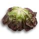 Гоген - насіння салату, 1000 шт (драже), Rijk Zwaan 1095026484 фото 2