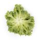 Лалік - насіння салату листового, 1000 шт (драже), Rijk Zwaan 11421 фото 3
