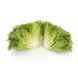 Лалік - насіння салату листового, 1000 шт (драже), Rijk Zwaan 11421 фото 2
