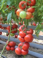Байконур F1 - насіння томата, 500 шт, Enza Zaden 11090 фото