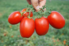 Пьетра Росса F1 - насіння томата, 1000 шт, Clause 66112 фото